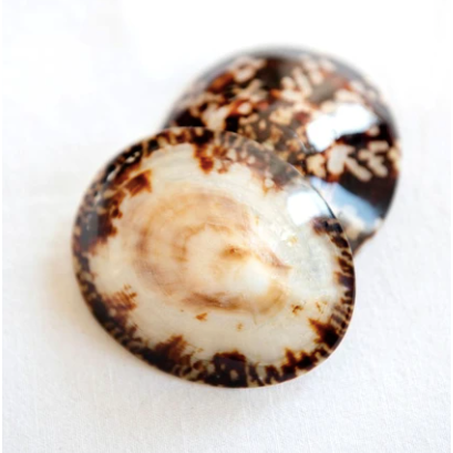 Shellies Breastfeeding Seashells